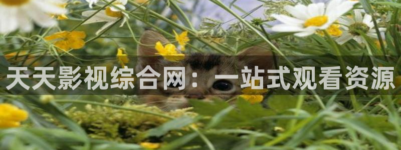 午夜影院网站免费观看：天天影视综合网：一站式观看资源